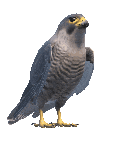 Falcon